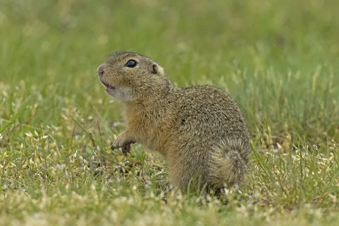 Framed Print : Squirrel standing in green meadow looking left