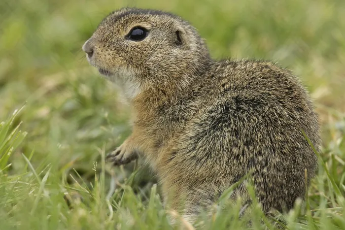 Framed Print : Squirrel standing in green meadow looking left