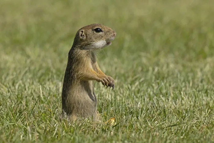Framed Print : Squirrel standing in green meadow looking right