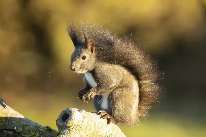 Framed Print : Squirrel standing on tree trunk looking left