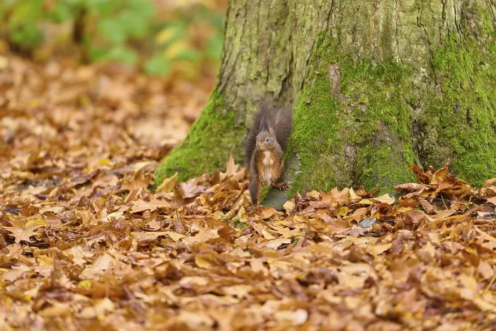 Framed Print : A squirrel stands at the foot of a tree covered with moss in autumn forest Framed Print : A squirrel stands at the foot of a tree covered with moss in autumn forest