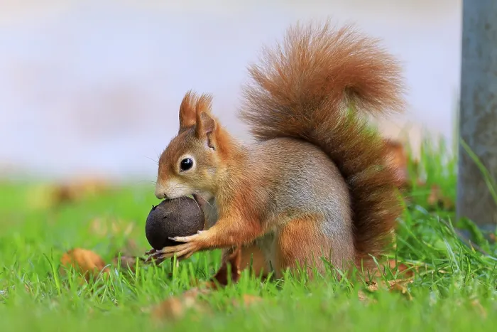 Framed Print : Squirrel trying to shut up a big nut