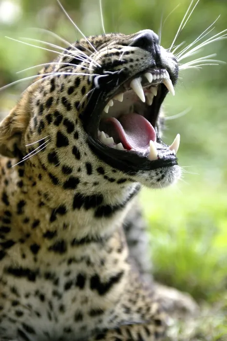 Framed Print : Sri Lanka sri lankan leopard (panthera pardus kotiya)