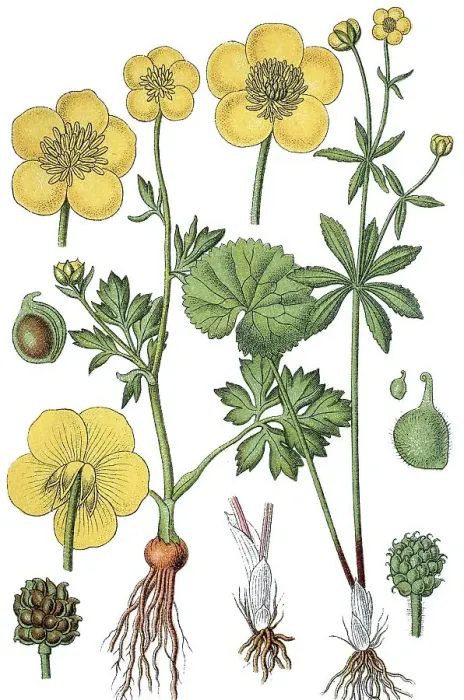 Framed Print : St Anthony's Turnip or Bulbous Buttercup (Ranunculus bulbosus)
