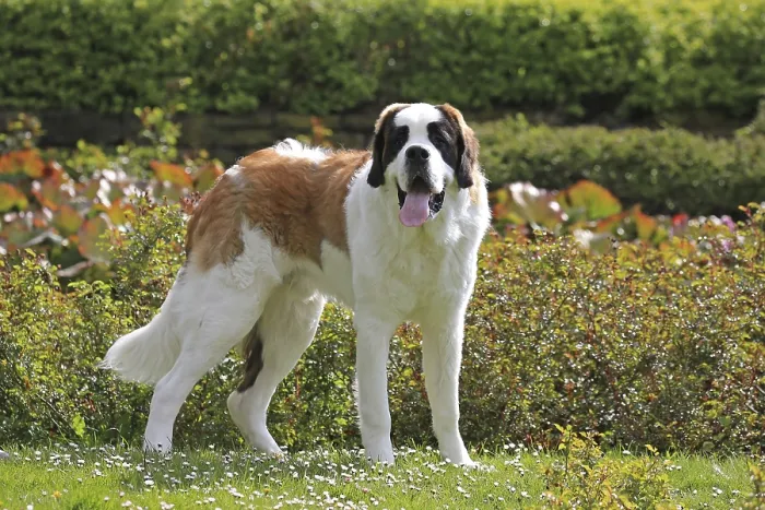 Framed Print : St Bernard, St Bernard dog