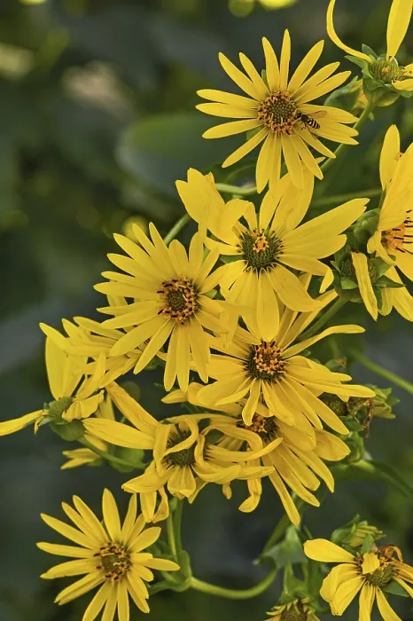 Framed Print : St James ragwort (Jacobaea vulgaris) Framed Print : St James ragwort (Jacobaea vulgaris)
