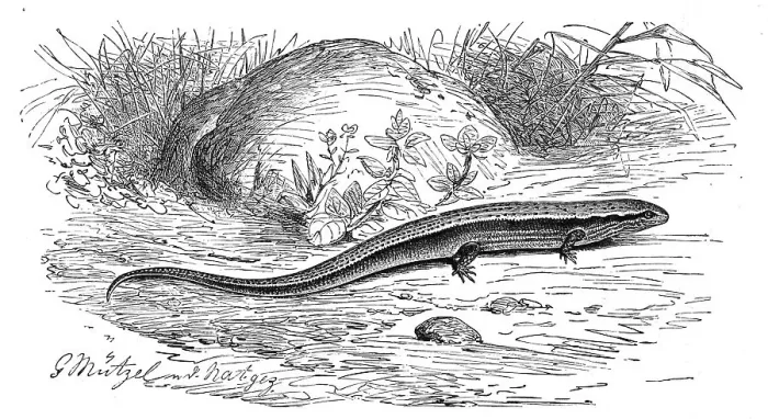 Framed Print : St. Johns lizard, Ablepharus kitaibelii Framed Print : St. Johns lizard, Ablepharus kitaibelii