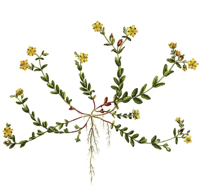 Framed Print : St john's wort (Hypericum) humifusum Framed Print : St john's wort (Hypericum) humifusum