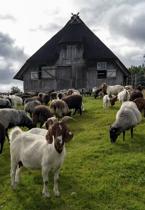 Framed Print : Stable for Heidschnucken sheep
