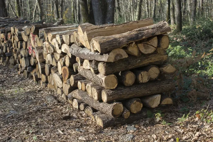 Framed Print : Stack of tree trunks piled up wood logs in forest Framed Print : Stack of tree trunks piled up wood logs in forest