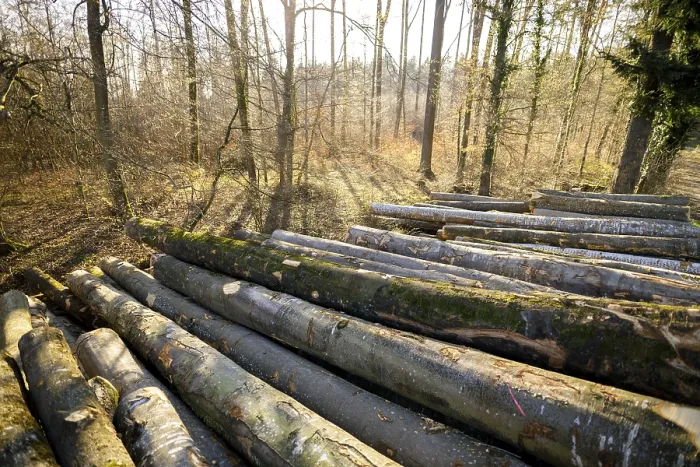 Framed Print : Stacked logs in a sun-drenched forest