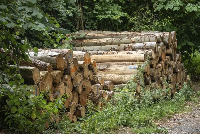 Framed Print : Many stacked logs are waiting to be transported out of the forest