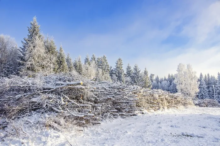 Framed Print : Stacked timber heap by a forest road in a snowy spruce forest a cold winter day