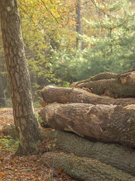 Framed Print : Stacked tree trunks in an autumn forest in sunlight Framed Print : Stacked tree trunks in an autumn forest in sunlight