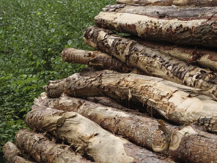 Framed Print : Stacked tree trunks in the forest with visible bark