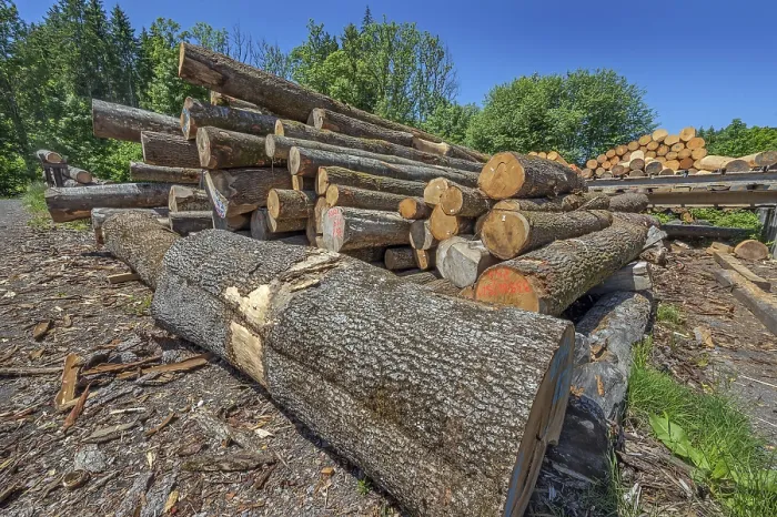 Framed Print : Stacked tree trunks in a sawmill