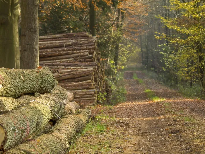 Framed Print : Stacked tree trunks along a wooded trail in autumn