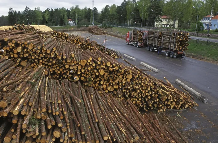 Framed Print : Stacks of felled tree trunks and transport trolleys at the pulp mill