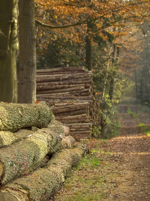 Framed Print : Stacks of tree trunks along a forest path in golden autumn light Framed Print : Stacks of tree trunks along a forest path in golden autumn light