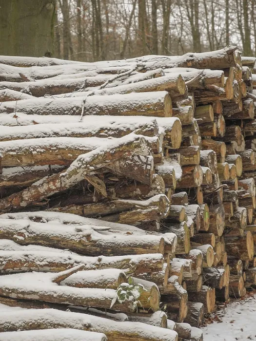 Framed Print : Stacks of wood on the side of the forest