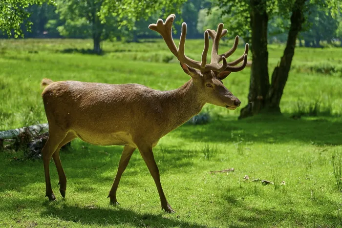 Framed Print : Stag with antlers running through summery