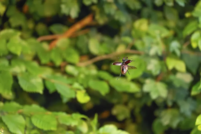 Framed Print : Stag beetle in flight at sunset over oak forest in the Swabian Alb foothills