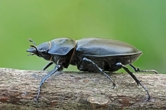 Framed Print : Stag Beetle (Lucanus cervus), female Framed Print : Stag Beetle (Lucanus cervus), female