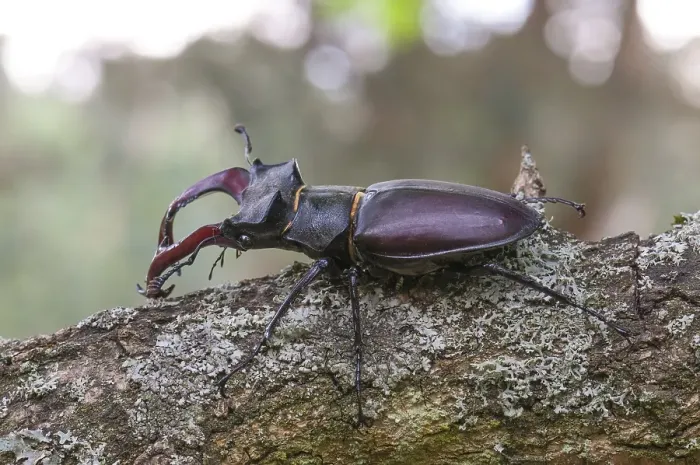 Framed Print : Stag Beetle (Lucanus cervus), Hesse Framed Print : Stag Beetle (Lucanus cervus), Hesse