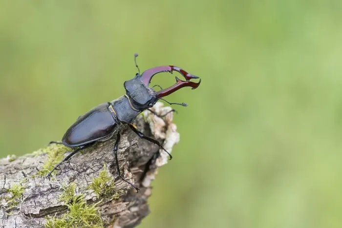 Framed Print : Stag beetle (Lucanus cervus), male Framed Print : Stag beetle (Lucanus cervus), male