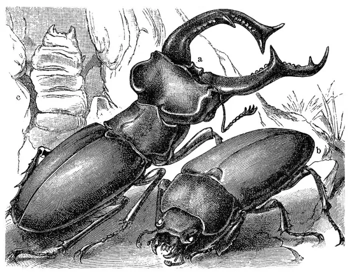 Framed Print : Stag Beetle (Lucanus cervus), a male Framed Print : Stag Beetle (Lucanus cervus), a male
