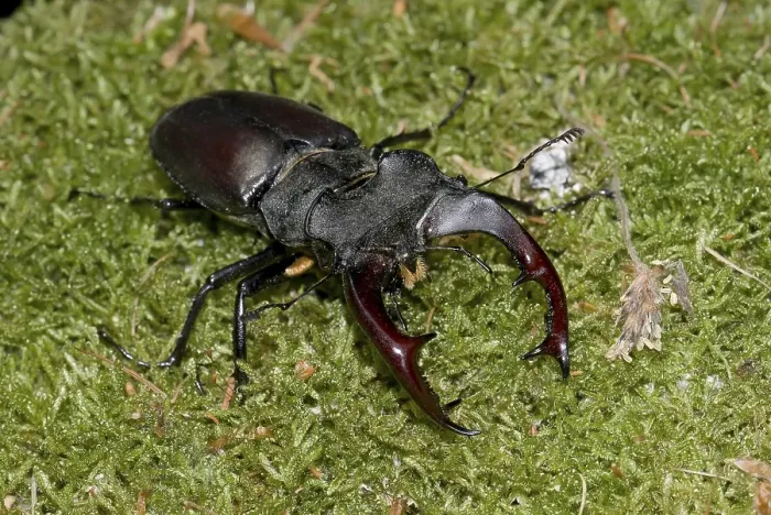 Framed Print : Stag beetle (Lucanus cervus), male Framed Print : Stag beetle (Lucanus cervus), male