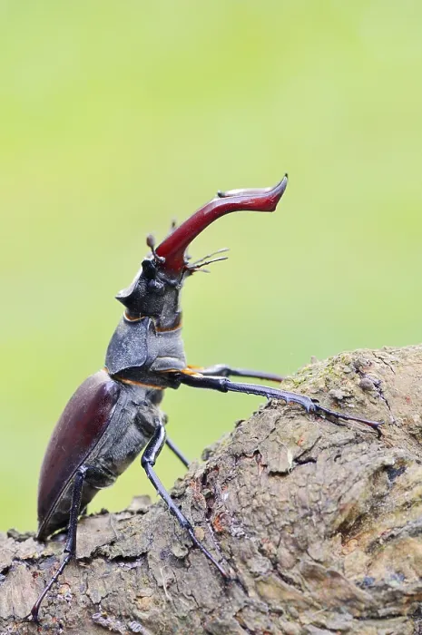Framed Print : Stag beetle (Lucanus cervus), male