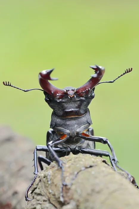 Framed Print : Stag beetle (Lucanus cervus), male
