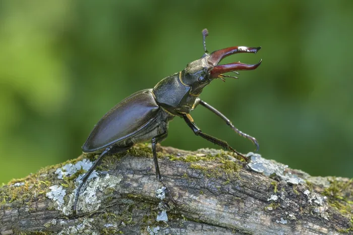 Framed Print : Stag beetle (Lucanus cervus), male on moss-covered branch