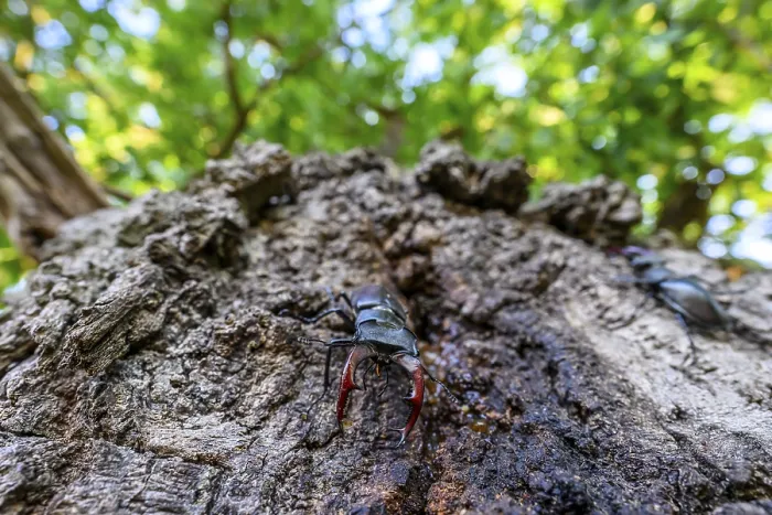Framed Print : Stag beetle (Lucanus cervus) on an oak tree Framed Print : Stag beetle (Lucanus cervus) on an oak tree