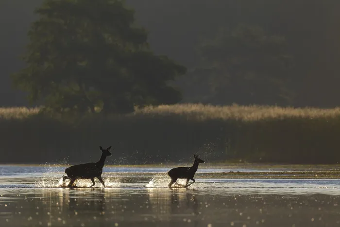 Framed Print : The stag calf clearly enjoys crossing the pond Framed Print : The stag calf clearly enjoys crossing the pond