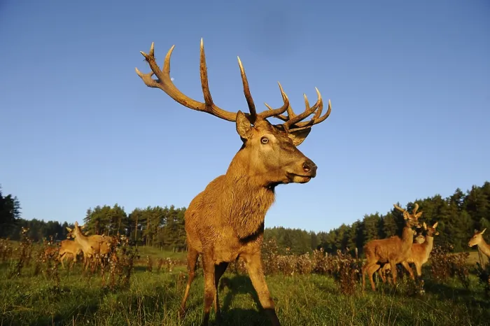 Framed Print : A stag with impressive antlers stands proudly in a meadow surrounded by trees Framed Print : A stag with impressive antlers stands proudly in a meadow surrounded by trees