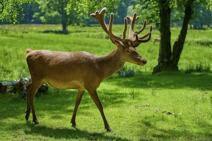 Framed Print : A stag with impressive antlers walks through the forest