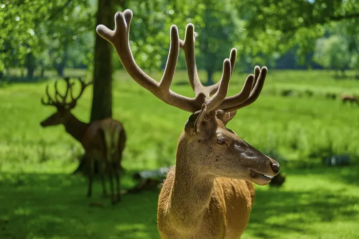 Framed Print : A stag with large antlers looks sideways Framed Print : A stag with large antlers looks sideways