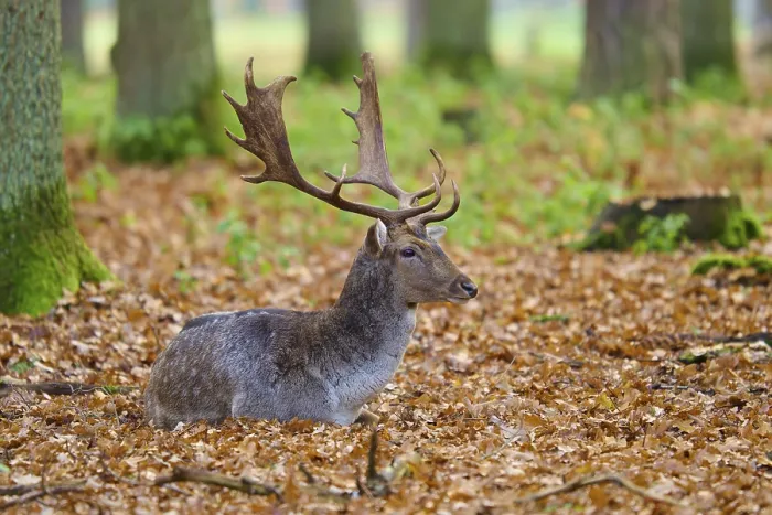 Framed Print : Stag lying in autumn leaves of a forest
