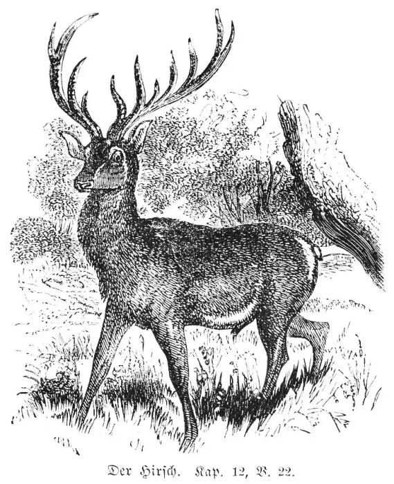 Framed Print : The stag, pig deer (Sus Babirussa)