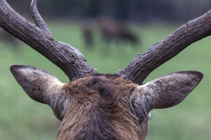 Framed Print : Stag, red deer (Cervus elaphus) Framed Print : Stag, red deer (Cervus elaphus)