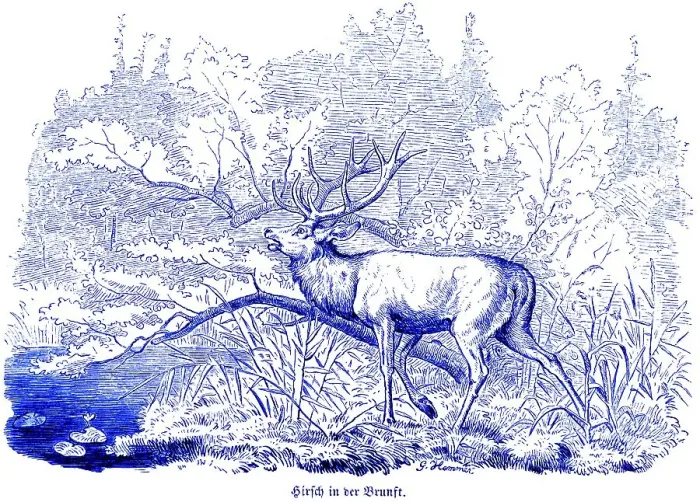 Framed Print : Stag in the rut, Hubertus hunting and hunting scenes