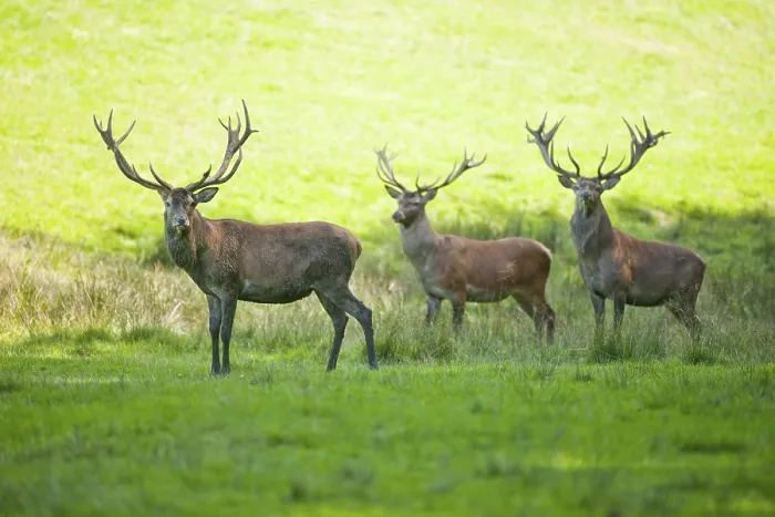 Framed Print : Three stags (Cervus elaphus) standing in a meadow