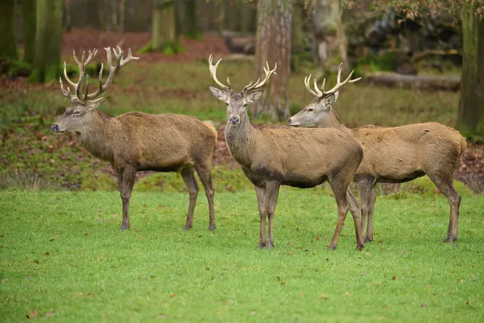 Framed Print : Three stags with large antlers on a green meadow in an autumnal forest