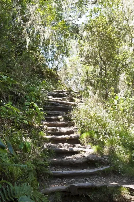 Framed Print : Stairs, hiking trail through a jungle Framed Print : Stairs, hiking trail through a jungle