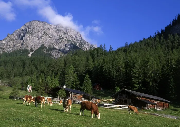 Framed Print : Stallen alpine pasture, Rauher Knoell Mountain in the back