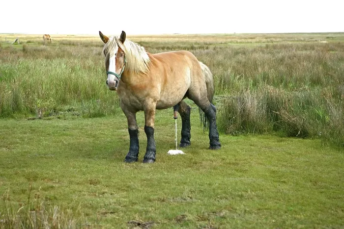 Framed Print : Stallion with legs blackend by moor