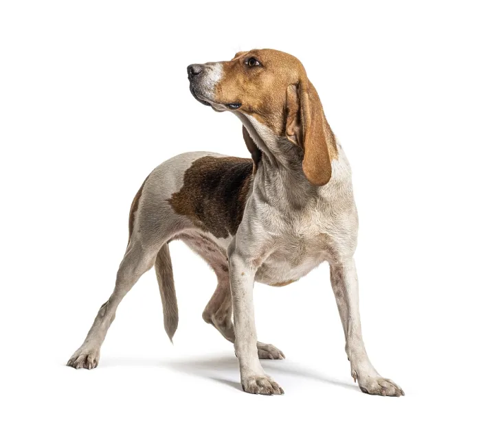Framed Print : Standing Artois Hound isolated on white Framed Print : Standing Artois Hound isolated on white
