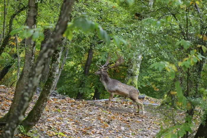 Framed Print : Standing fallow deer in a green forest